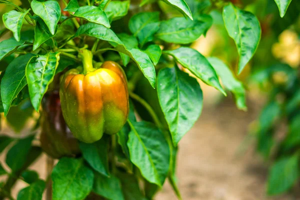 Niet-scherpsmakende pepers op de wijnstok — Stockfoto