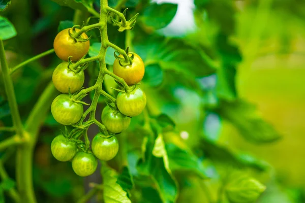 Tomates criados en granja — Foto de Stock