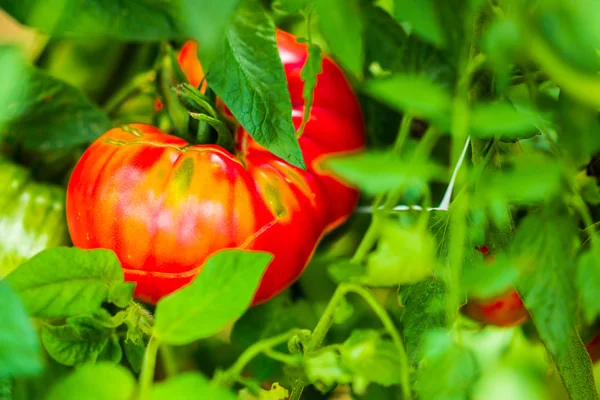 Tomates criados en granja — Foto de Stock