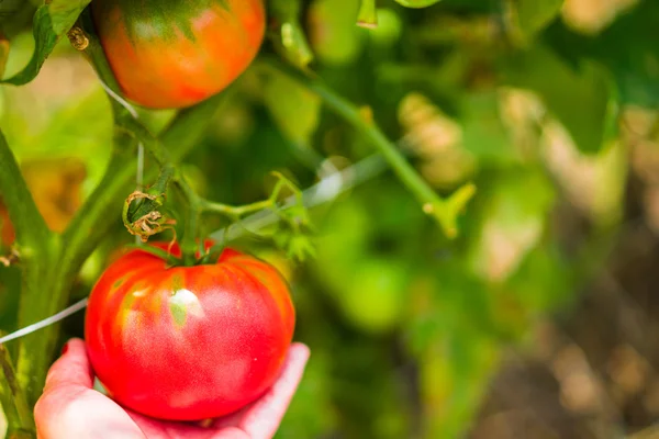 Tomates d'élevage — Photo