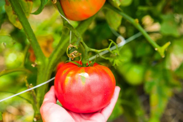 Tomates criados en granja — Foto de Stock