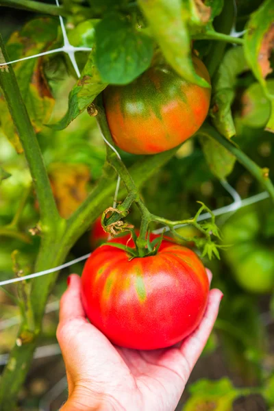 Tomates d'élevage — Photo