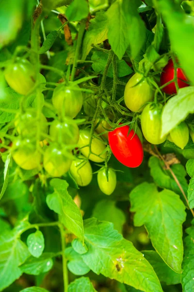 Tomates criados en granja — Foto de Stock