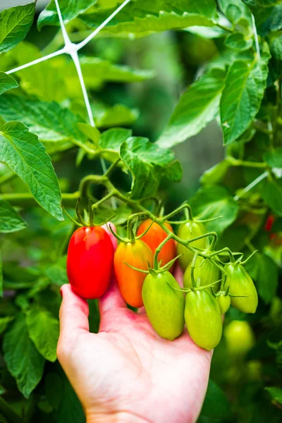 Tomates d'élevage — Photo