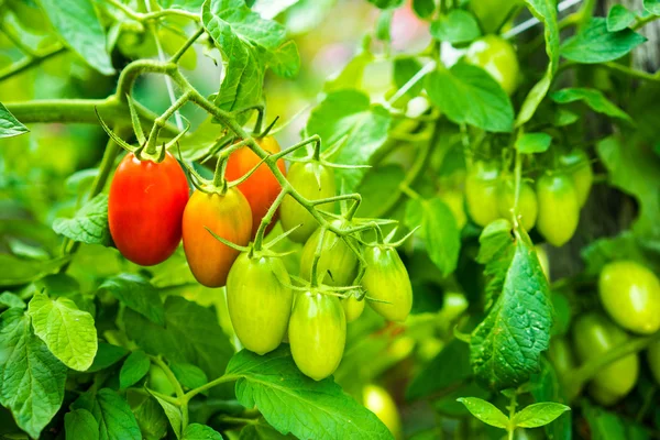 Tomates criados en granja — Foto de Stock