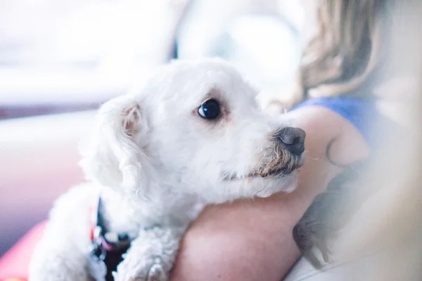 Cute white dog — Stock Photo, Image