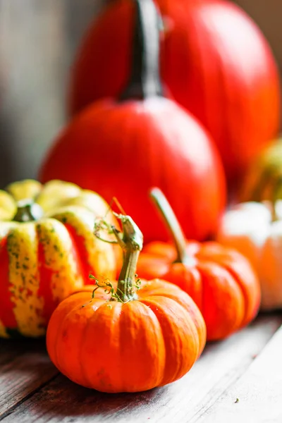 Calabazas coloridas sobre fondo rústico de madera — Foto de Stock