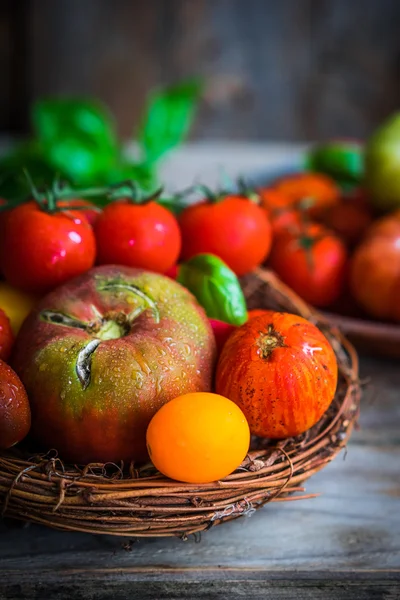 Tomates multicolores sobre fondo rústico de madera — Foto de Stock