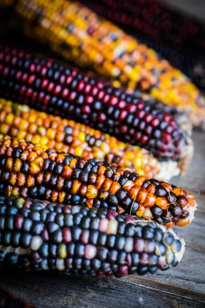 Разноцветная индийская кукуруза на деревенском деревянном фоне — стоковое фото