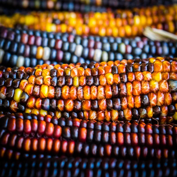 Milho indiano multicolorido em fundo de madeira rústica — Fotografia de Stock