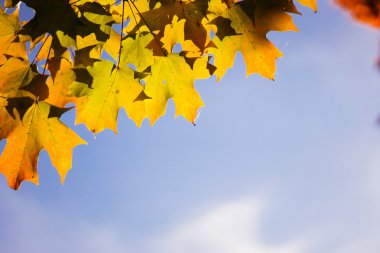 Parlak sonbahar yaprakları