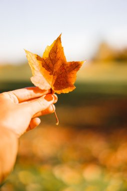 El portakal sonbahar yaprağı