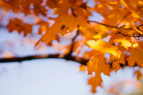 Jasna jesień liście — Zdjęcie stockowe
