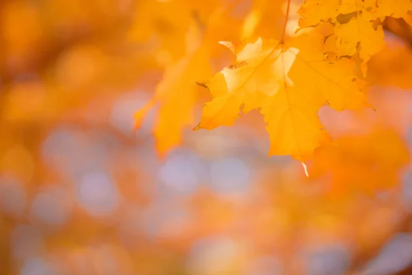 Jasna jesień liście — Zdjęcie stockowe