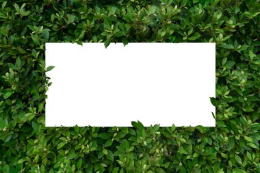 Yaprak arkaplan ve beyaz kağıt