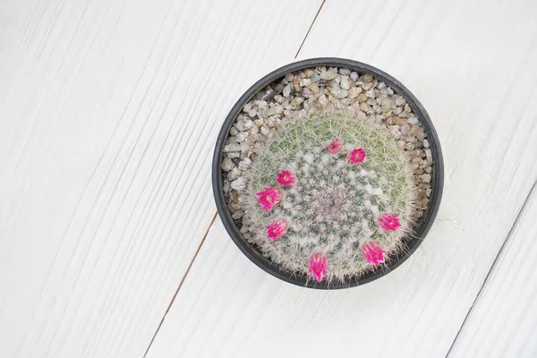 Güzel kırmızı tomurcukları olan dikenli kaktüs..