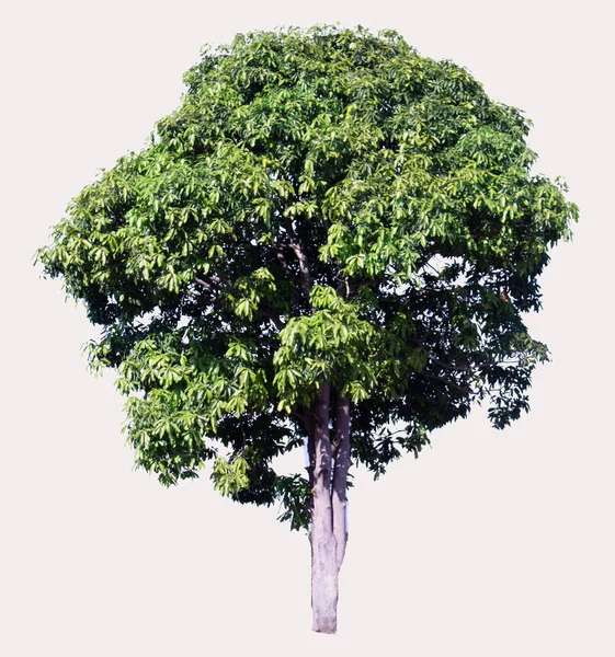 Δέντρο Μάνγκο Απομονωμένο Φόντο — Φωτογραφία Αρχείου