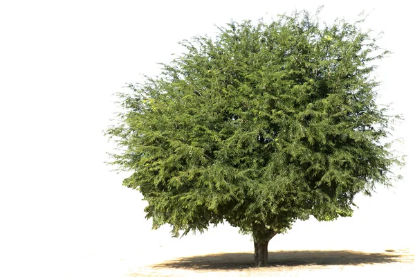 Δέντρα Tamarind Ένα Ευρύ Πεδίο — Φωτογραφία Αρχείου