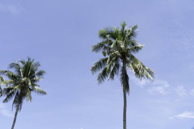 Parlak gökyüzünde hindistan cevizi ağaçları, karınca bakışı.