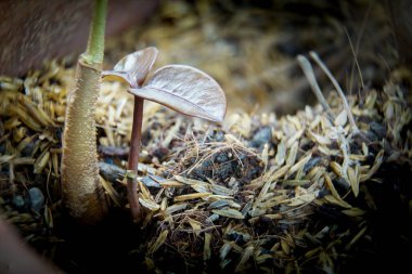 Uzun Durian tohumları ekiyor, fidan toprağın tepesini deliyor..