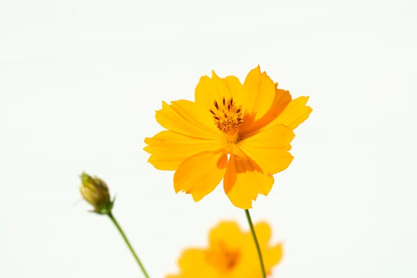 Цветы Желтого Космоса Белом Фоне — стоковое фото