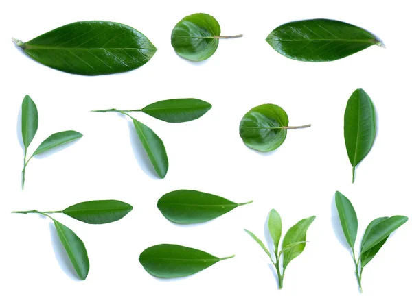 Green Leaves White Isolated Background — Foto de Stock