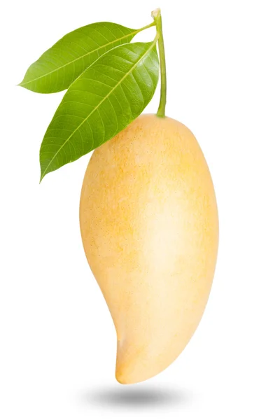 白色背景下孤立的黄色芒果 — 图库照片