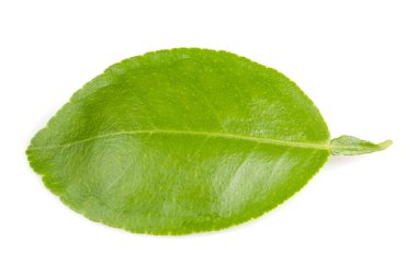 Limon yaprakları beyaz arkaplanda izole