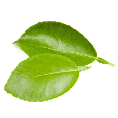Limon yaprakları beyaz arkaplanda izole