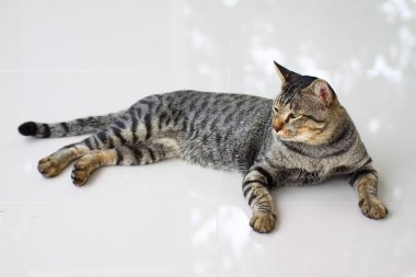 Bizi çizgili kedi kapalı