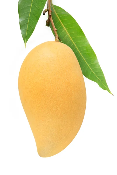 Sarı mango