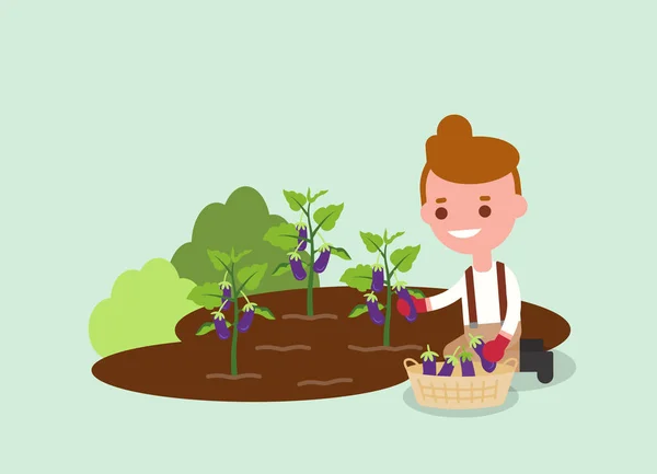 Young Gardener Harvesting Purple Eggplant Agricultural Workers Illustration Vector Flat Royalty Free Stock Vectors