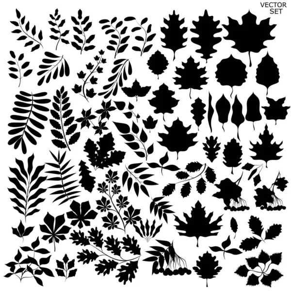 Eine Reihe Von Pflanzen Für Den Herbst Silhouetten Von Pflanzen — Stockvektor