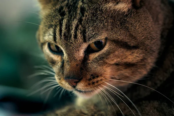 Close up portrait of street cat dark mood — Stock Photo, Image