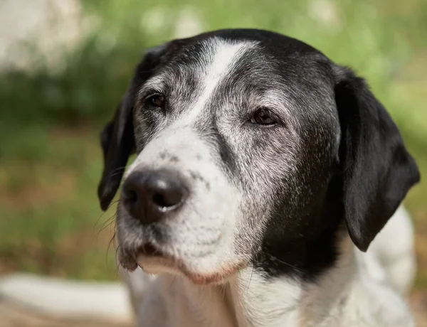 Bahçe arka planında güzel, yaşlı, başıboş melez bir köpek. — Stok fotoğraf