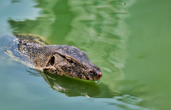 Víz monitor Lumpini Park, Bangkok, Thaiföld — Stock Fotó