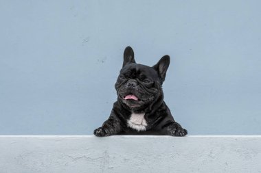 Melez köpek, gri arka planda dinlenerek Tayland köpeğini kurtardı.
