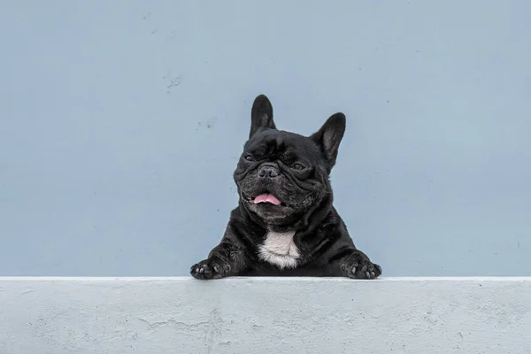 Stray mongrel räddade thai hund vilar mjuk grå bakgrund Stockbild