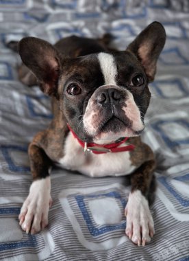 Boston Teriyeri portresi. Saf cins siyah arka plan. Kameraya yakın plan.