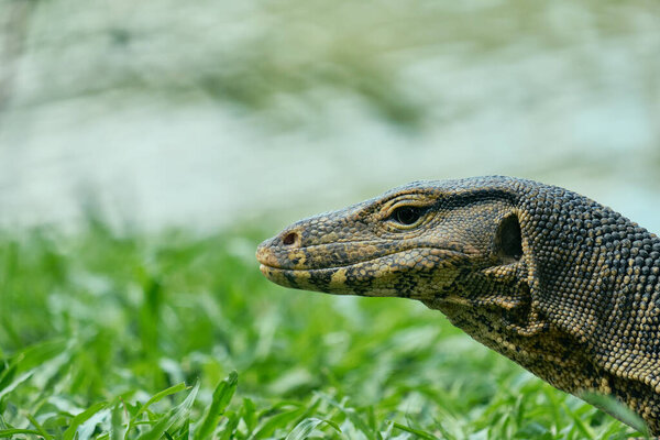 Water monitor in Lumpini Park, Bangkok, Thailand