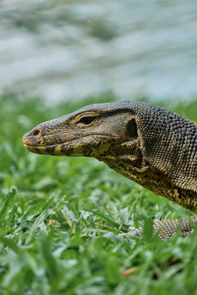 Water Monitor Lumpini Park Bangkok Thailand Portrait Close — Stock Photo, Image