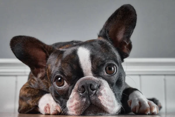 Porträtt boston terrier ren ras mjuk grå bakgrund närbild Royaltyfria Stockfoton