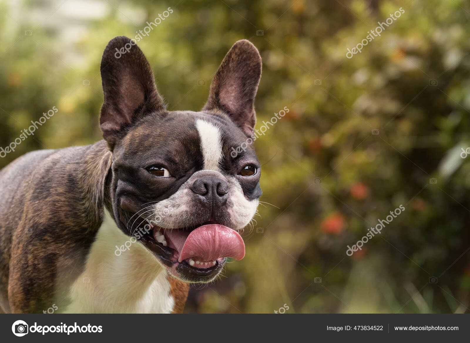 Beautiful purebred Boston Terrier posing in garden portrait