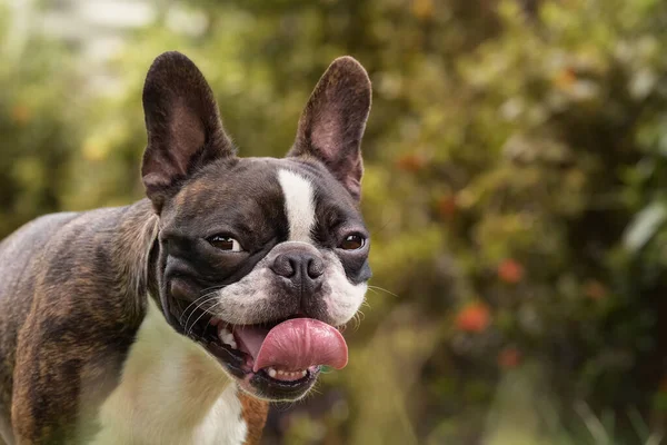 Belo puro-sangue Boston Terrier posando no jardim retrato copyspace — Fotografia de Stock