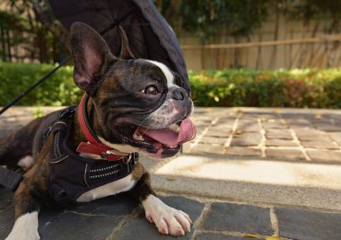 Güzel Boston Terrier köpeği arkasında şemsiyeyle parkta dinleniyor. Kimse yok.
