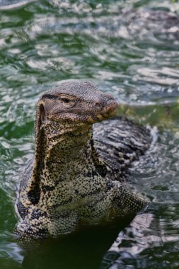 Lumpini Park, Bangkok, Tayland 'da su monitörü.