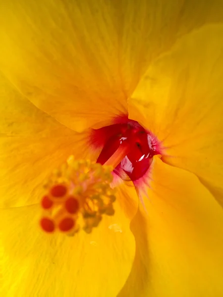 花粉を閉じる — ストック写真