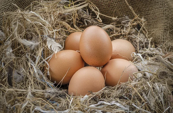 Eggs chicken in a farm — Stock Photo, Image