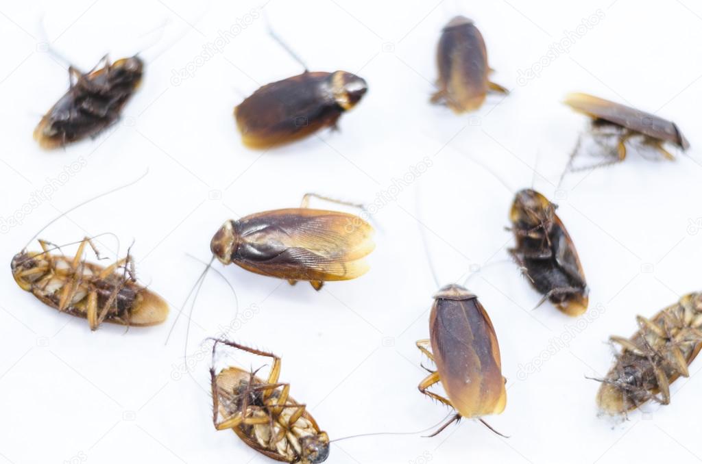 Cockroach are dead by insecticide