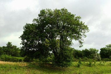 Büyük yeşil ağaç ve çayır çim.